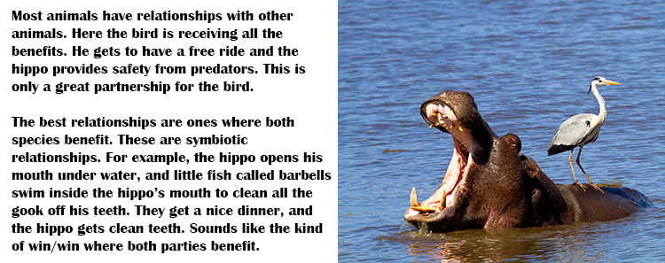 Hippo for JV blog